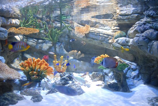 Sea Life London Aquarium