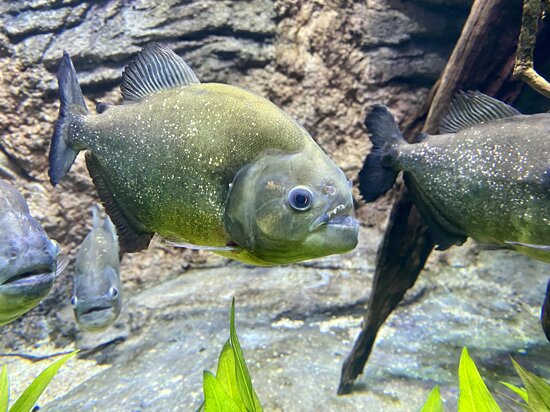 Piranha has sharp teeth