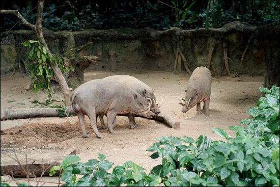 Singapore Zoo