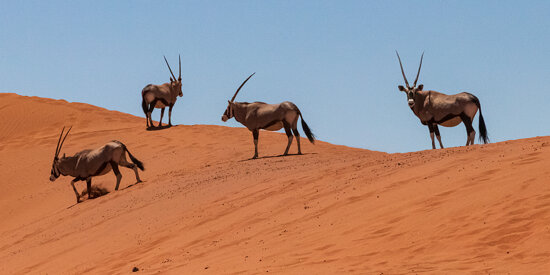 Oryxes in Sossusvlei