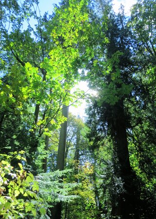 Verdant Stanley Park