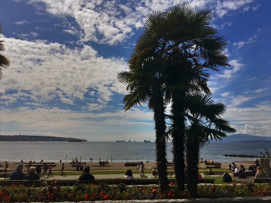 Stanley Park Big Trees Hike