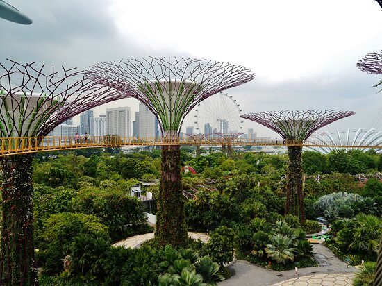 Supertree Grove