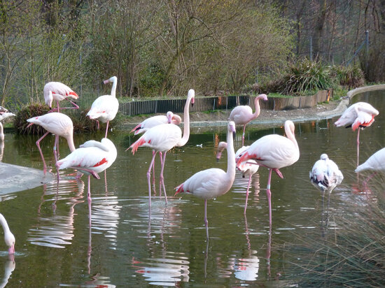 Tierpark Dälhölzli Bern