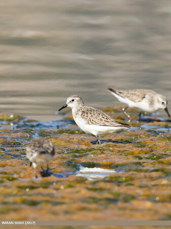Little Stint (Calidris minuta)