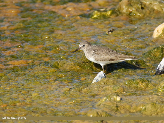 Temminck&#039;s Stint (Calidris temminckii)