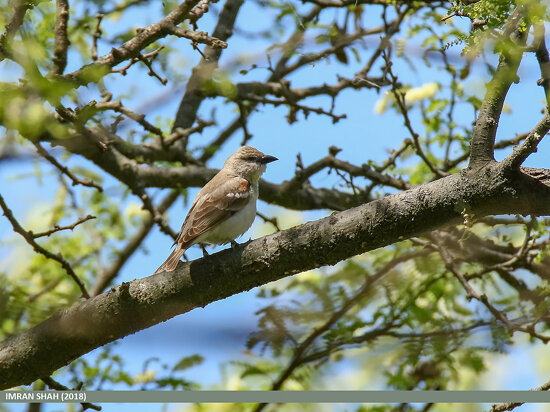 Chestnut-Shouldered Sparrow (Petronia xanthocollis)