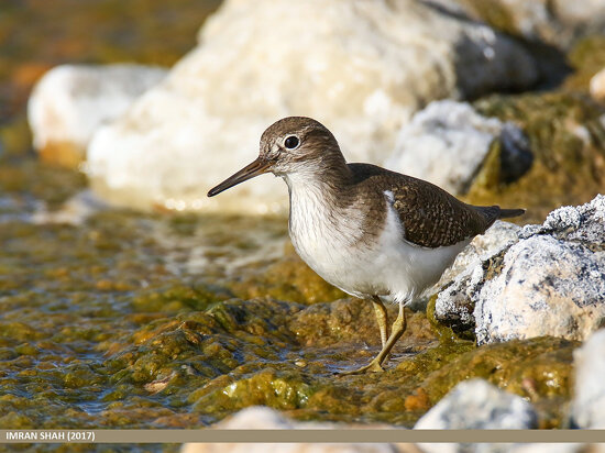 Common Sandpiper (Actitis hypoleucos)