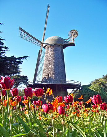 Windmill with tulips and poppies. Queen Wilhelmina Tulip Garden