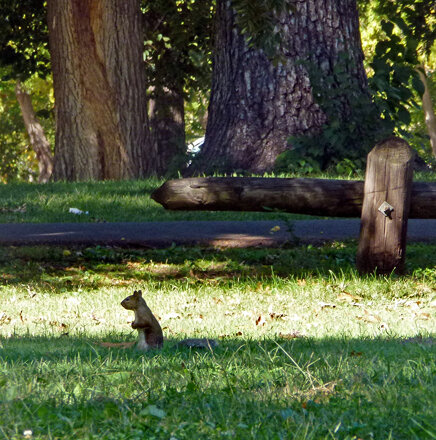 Squirrel at Johnstone Park