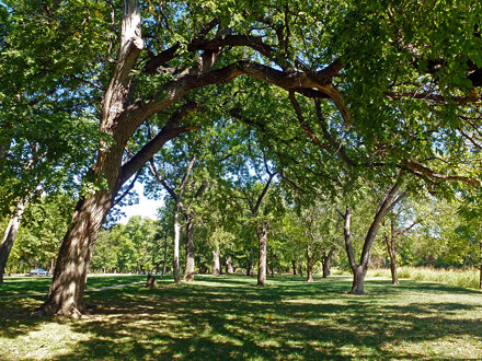 Trees of Johnstone Park