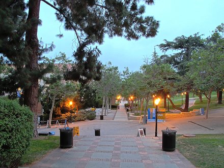 Sycamore Alley from Kerckhoff Hall steps